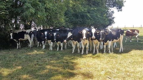 Le manque de fourrages de cette année oblige certains à faire du tri dans les animaux afin de réformer ou tarir les vaches les moins productives. (©Terre-net Média) Le manque de fourrages de cette année oblige certains à faire du tri dans les animaux afin de réformer ou tarir les vaches les moins productives. (©Terre-net Média)