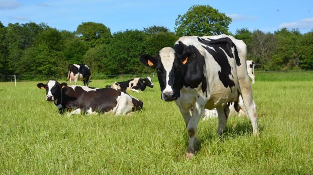 Le premier facteur clé pour gagner en efficacité économique est de réduire ses charges, notamment au augmentant la part de l’herbe pâturée.  (©Terre-net Média)