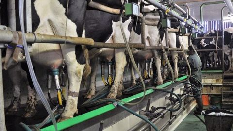 Le changement d'heure demande aux éleveurs laitiers de s'adapter en décalant la traite. (©Terre-net Média)