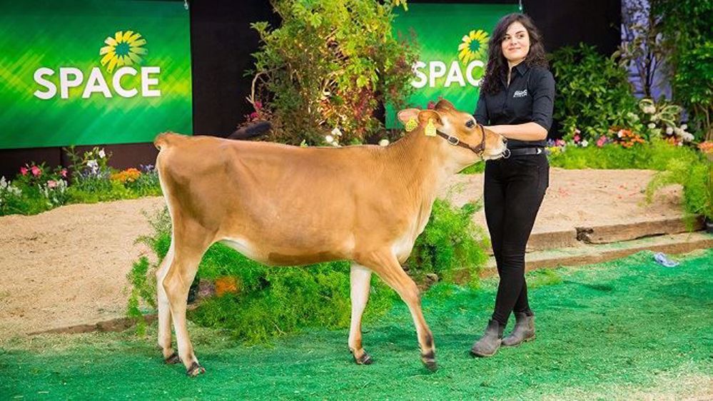 Deux femelles jersiaises issues de l'alliance entre Évolution et Viking genetics ont participé à la vente génomic élite du Space 2018 (©Évolution)