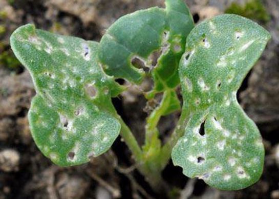 Dégâts d'altises : plus de 25 % de la surface foliaire