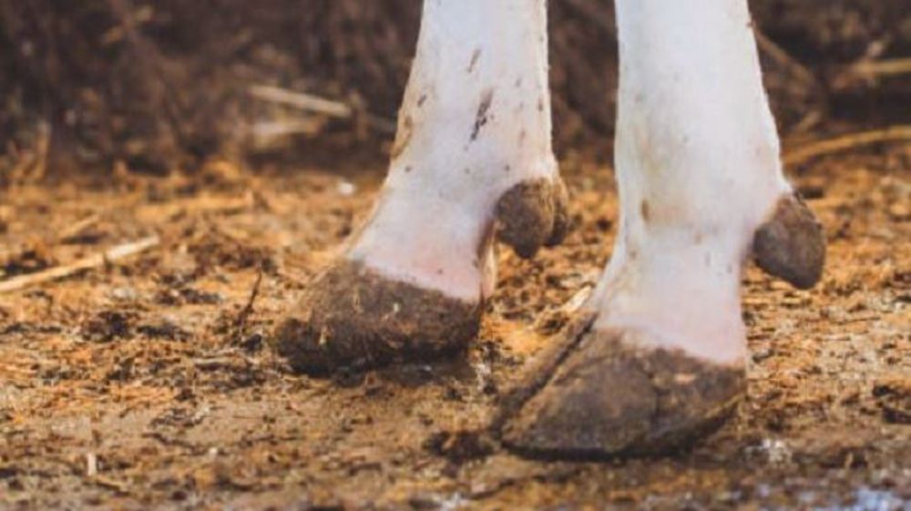 Biodevas propose Pietix, un complément alimentaire qui prévient les boiteries et stimule le système immunitaire (©Biodevas)