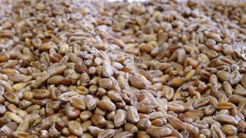 Les Russes cherchent à conquérir le marché algérien pour exporter du blé chez le premier client de la France. Mais la Russie devra encore faire des efforts sur le long terme pour satisfaire les exigences sanitaires des autorités algériennes. (©Terre-net Média)