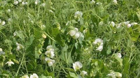 Même si le pois d'hiver est moins sensible que le pois de printemps, les racines peuvent toutefois multiplier l'inoculum. (©Laurent Jung/Terres Inovia)