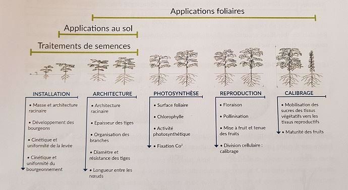 Applications et objectifs des biostimulants