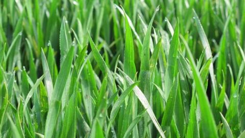 Arysta LifeScience prévoit le lancement de plus d'une dizaine de solutions biostimulantes d'ici à 2023. (©Terre-net Média)