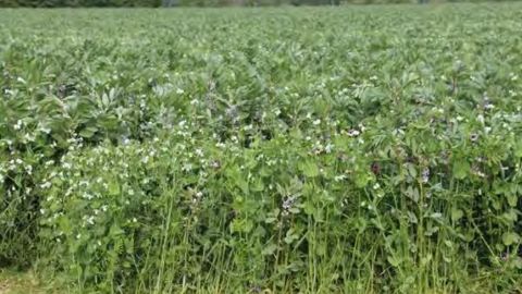 Le mélange féverole et pois protéagineux couvre bien le sol et conduit à un fourrage riche en protéines et énergie (©Reine Mathilde)