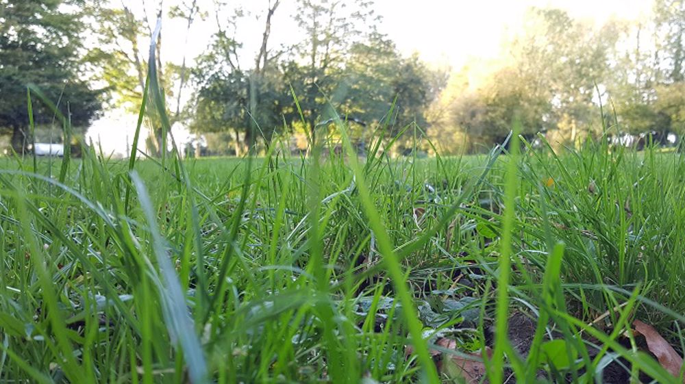 Choisir le bon mélange pour assurer une source de protéines suffisante aux animaux grâce au pâturage (©Terre-net Média)<span style="font-size: 14px; text-align: justify; color: #000000;"> 