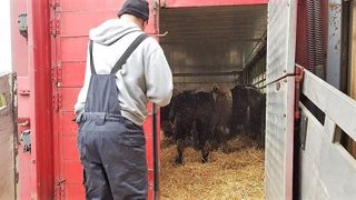 L'export de femelles Blanc Bleu Belges vers la Russie vise à développer cette race dans les pays de l'Est (©BBG) L'export de femelles Blanc Bleu Belges vers la Russie vise à développer cette race dans les pays de l'Est (©BBG)