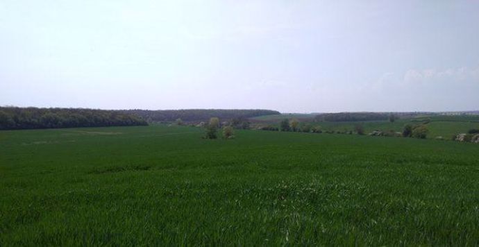 champ d orge brassicole de variete etincelle