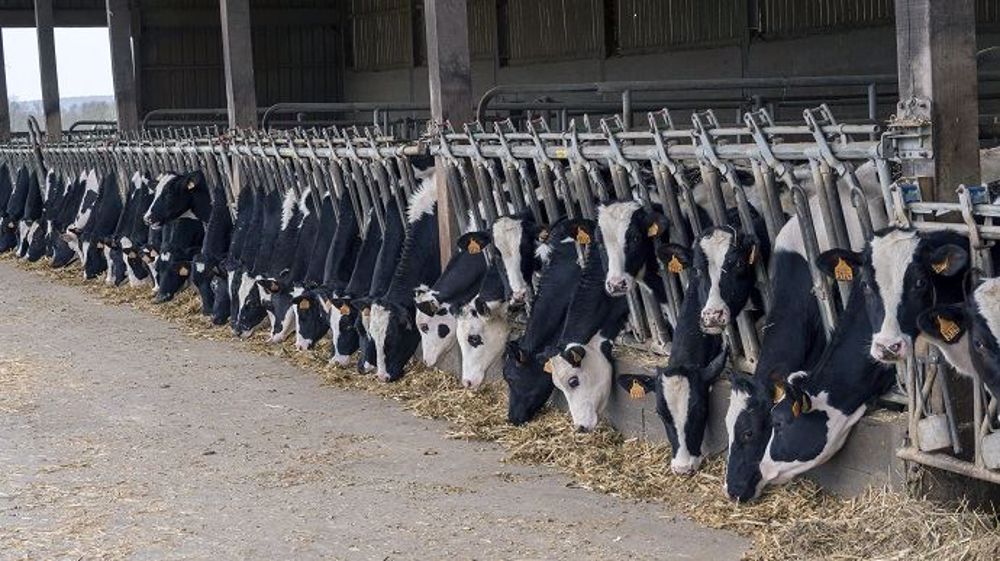 D'après un sondage de Web-agri, 52,6 % des éleveurs vermifugent systématiquement leurs animaux à leur retour à l'étable. (©Watier-visuel) 