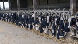 D'après un sondage de Web-agri, 52,6 % des éleveurs vermifugent systématiquement leurs animaux à leur retour à l'étable. (©Watier-visuel) D'après un sondage de Web-agri, 52,6 % des éleveurs vermifugent systématiquement leurs animaux à leur retour à l'étable. (©Watier-visuel)