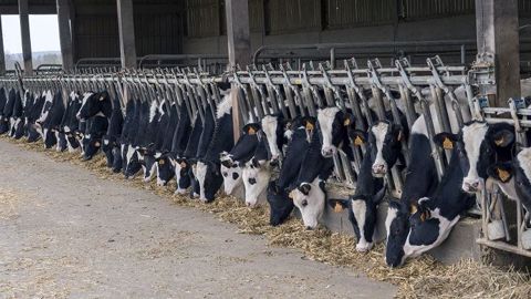 D'après un sondage de Web-agri, 52,6 % des éleveurs vermifugent systématiquement leurs animaux à leur retour à l'étable. (©Watier-visuel) D'après un sondage de Web-agri, 52,6 % des éleveurs vermifugent systématiquement leurs animaux à leur retour à l'étable. (©Watier-visuel)