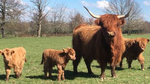 La race Highland a remplacé la Charolaise sur l'exploitation familiale de Guillaume et Maud Soudan. (©PageFacebook Highland Team) La race Highland a remplacé la Charolaise sur l'exploitation familiale de Guillaume et Maud Soudan. (©PageFacebook Highland Team)