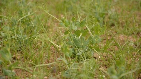 Le désherbage mécanique est envisageable en substitution de l’herbicide de prélevée et/ou en complément du désherbage chimique de post-levée (©Terre-net Média)