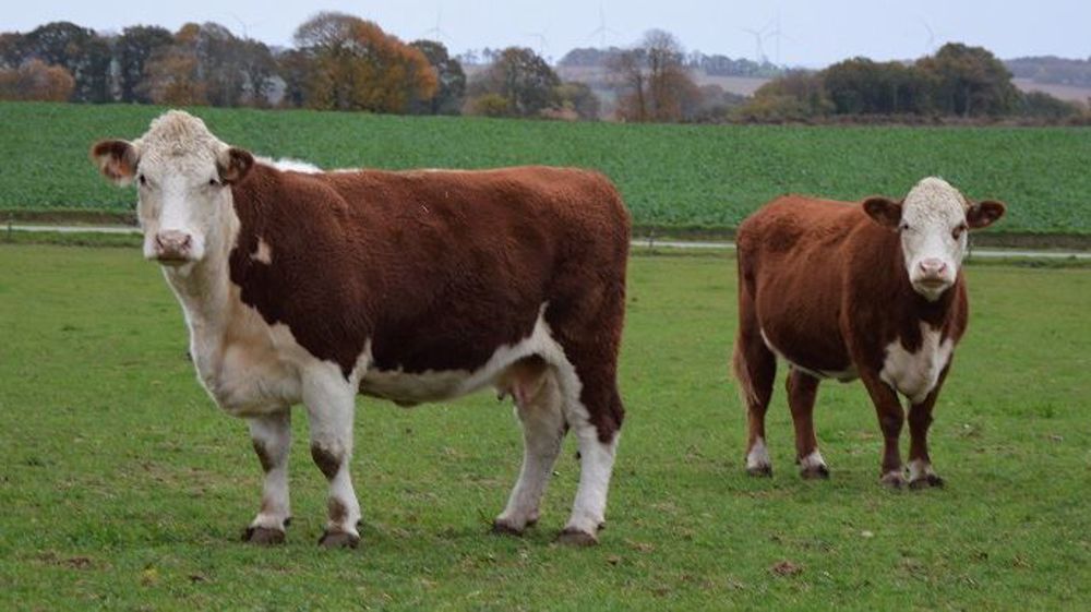 Guillaume Deslandes élève 85 Herefords dans le Morbihan qu'il valorise en boucherie haut de gamme (©Cécile Julien) Guillaume Deslandes élève 85 Herefords dans le Morbihan qu'il valorise en boucherie haut de gamme (©Cécile Julien)
