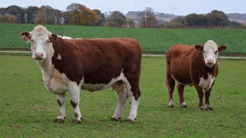 Guillaume Deslandes élève 85 Herefords dans le Morbihan qu'il valorise en boucherie haut de gamme (©Cécile Julien) Guillaume Deslandes élève 85 Herefords dans le Morbihan qu'il valorise en boucherie haut de gamme (©Cécile Julien)