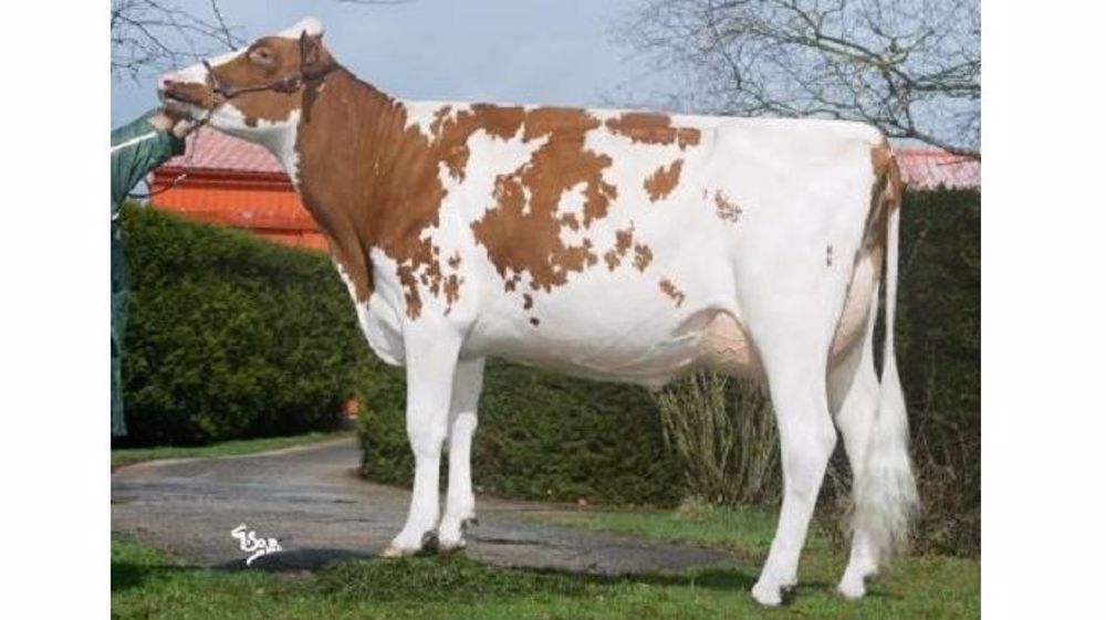 Coulinge Cyred (September x Champion), propriété de Jean-Bernard Girard, est élue vache de l'année 2018 (©PHF)