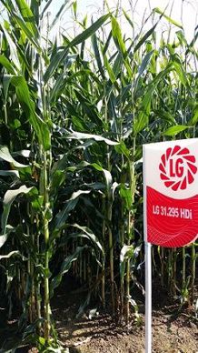 LG Seeds