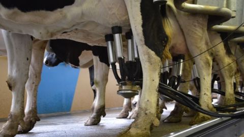 D'après un sondage de Web-agri, plus de 75 % des éleveurs laitiers réalisent du contrôle de performance en faisant soit appel à un organisme ou alors en se débrouillant seuls. (©Terre-net-média) 