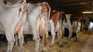 Luc Mounier appelle les éleveurs à évaluer le bien-être de leurs animaux en observant en premier lieu leur comportement et de mettre en œuvre des solutions pour l'améliorer. « Il faut se pencher sur le bien-être animal et promouvoir la qualité de nos élevages français » (©Terre-net Média) Luc Mounier appelle les éleveurs à évaluer le bien-être de leurs animaux en observant en premier lieu leur comportement et de mettre en œuvre des solutions pour l'améliorer. « Il faut se pencher sur le bien-être animal et promouvoir la qualité de nos élevages français » (©Terre-net Média)