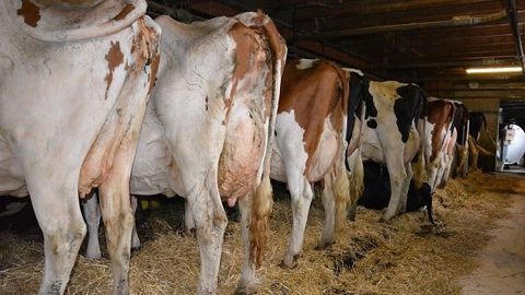 Luc Mounier appelle les éleveurs à évaluer le bien-être de leurs animaux en observant en premier lieu leur comportement et de mettre en œuvre des solutions pour l'améliorer. « Il faut se pencher sur le bien-être animal et promouvoir la qualité de nos élevages français » (©Terre-net Média) Luc Mounier appelle les éleveurs à évaluer le bien-être de leurs animaux en observant en premier lieu leur comportement et de mettre en œuvre des solutions pour l'améliorer. « Il faut se pencher sur le bien-être animal et promouvoir la qualité de nos élevages français » (©Terre-net Média)
