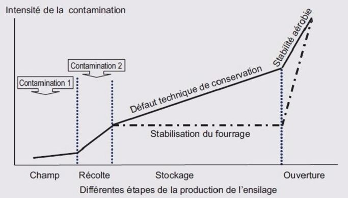 Les étapes à risque de contamination au cours de la production de l'ensilage