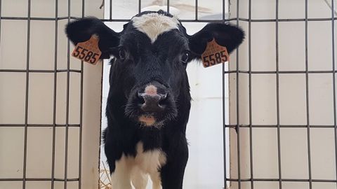 Vous avez d'autres idées de noms en P pour 2019 ? Alors mettez-les en commentaires !