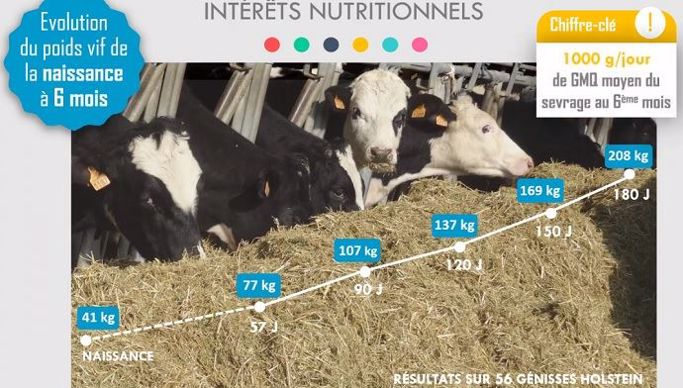 Distribution d'un mash fermier aux génisses laitières à la ferme expérimentale des Trinottières : impact sur l'évolution du poids vif