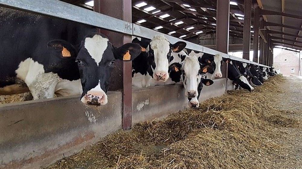 Quel complémentation ? Pour qui ? Quel concentré ? Comment alimenter au pâturage ? Quel mode de distribution ? Le guide de l'alimentation des vaches laitières répond à vos questions. (©Terre-net-média)