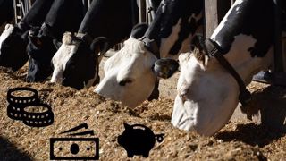 Produire plus pour gagner plus : cette formule est-elle si vraie ? Les chambres d'agriculture de Bretagne se sont penchées sur la question. (©Terre-net média) Produire plus pour gagner plus : cette formule est-elle si vraie ? Les chambres d'agriculture de Bretagne se sont penchées sur la question. (©Terre-net média)