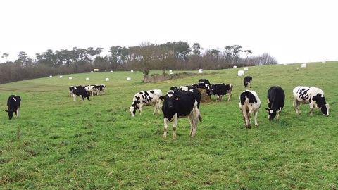 La technique du bale grazing permet d'alimenter des animaux en pâture lorsque la pousse de l'herbe est limitée. (©Pâturesens) La technique du bale grazing permet d'alimenter des animaux en pâture lorsque la pousse de l'herbe est limitée. (©Pâturesens)