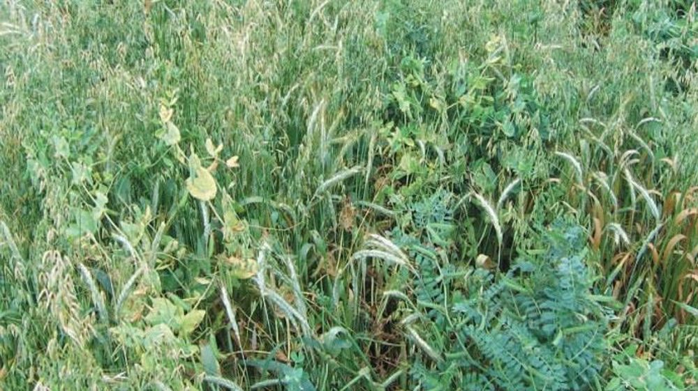 L'AFPF publie son guide technique sur les méteils. (©AFPF)