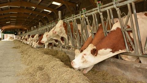 Une bonne alimentation des vaches taries, une ration qui fait ruminer et qui est suffisamment pourvue en énergie sont des éléments essentiels pour produire des taux et assurer le rendement fromager du lait. (©Terre-net Média) Une bonne alimentation des vaches taries, une ration qui fait ruminer et qui est suffisamment pourvue en énergie sont des éléments essentiels pour produire des taux et assurer le rendement fromager du lait. (©Terre-net Média)
