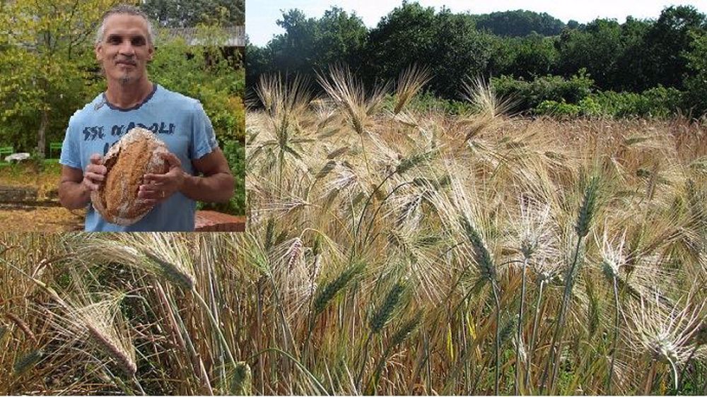  « La <strong>biodiversité</strong> dans les parcelles se retrouve au fournil et sous les papilles », estime Franck Perrault, agriculteur, boulanger et pastier à Saint-Aubin-de-Luigné près d'Angers. (©Franck Perrault)