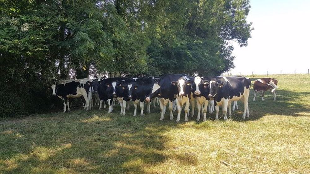 Avec le changement climatique, les modèles ont mis en avant une évolution de la répartition de l’herbe disponible au cours de l’année, avec un démarrage en végétation de plus en plus précoce et un creux de production en été avec une reprise à l’automne. (©Terre-net Média)