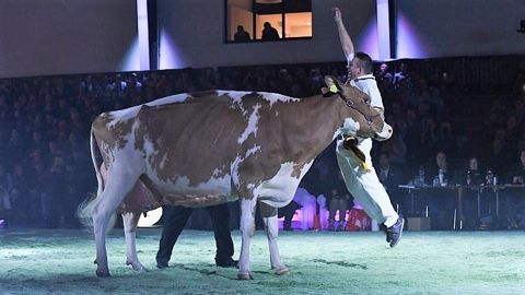 Suivez le live des concours Brown Swiss et Red holstein et découvrez le palmarès Suivez le live des concours Brown Swiss et Red holstein et découvrez le palmarès