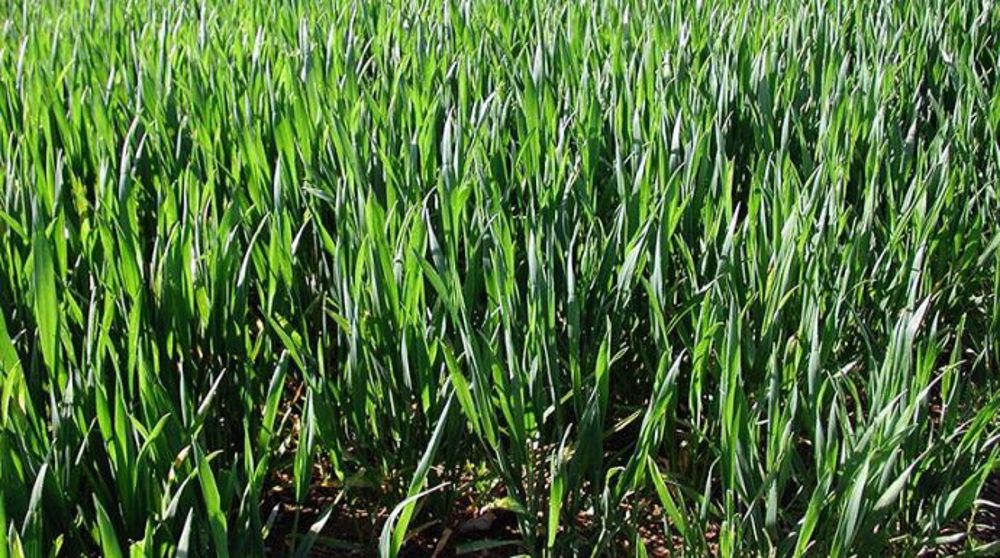 Pour tenter de combiner rendement et teneur en protéines, Arvalis a défini un besoin « qualité » en azote (bq) pour chaque variété de blé tendre. (©Arvalis-Institut du végétal)