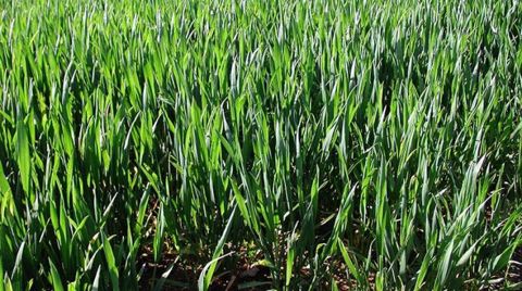 Pour tenter de combiner rendement et teneur en protéines, Arvalis a défini un besoin « qualité » en azote (bq) pour chaque variété de blé tendre. (©Arvalis-Institut du végétal) Pour tenter de combiner rendement et teneur en protéines, Arvalis a défini un besoin « qualité » en azote (bq) pour chaque variété de blé tendre. (©Arvalis-Institut du végétal)
