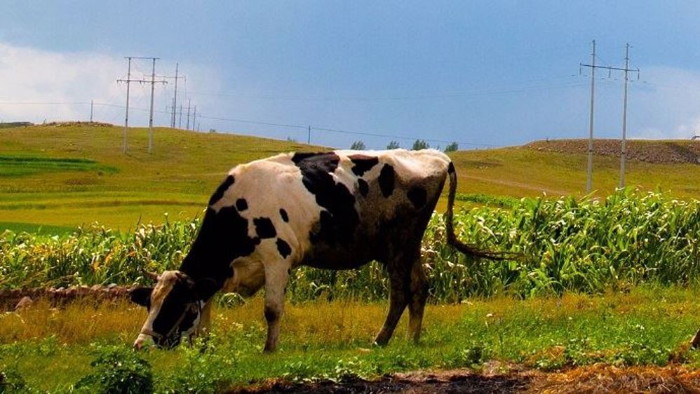 Suite au recensement agricole mené en 2016, les chiffres des productions animales chinoises de ces 10 dernières années ont été revus à la baisse. (©pixabay)