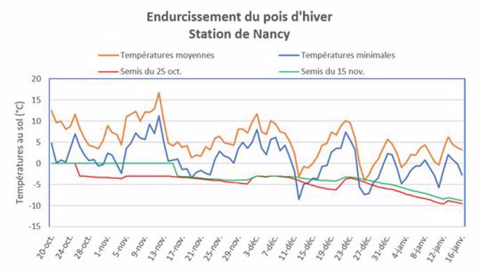 Endurcissement du pois d'hiver - Nancy