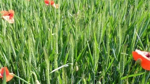 Depuis 2015, les surfaces de grandes cultures bio enregistrent une forte progression en France, avec environ 65 000 ha supplémentaires chaque année. (©Terre-net Média)