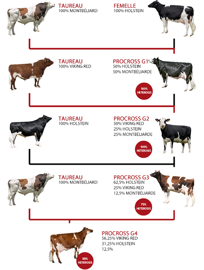Schéma du croisement Procross : Prim'holstein, Montbéliarde, Viking red