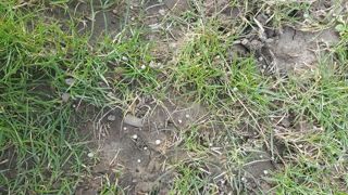 Effectuer son premier apport d'azote sur prairie de bonne heure vise à obtenir un pic de production le plus tôt possible. (©Terre-net-média) Effectuer son premier apport d'azote sur prairie de bonne heure vise à obtenir un pic de production le plus tôt possible. (©Terre-net-média)
