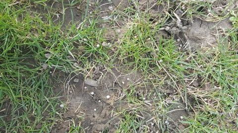 Effectuer son premier apport d'azote sur prairie de bonne heure vise à obtenir un pic de production le plus tôt possible. (©Terre-net-média) Effectuer son premier apport d'azote sur prairie de bonne heure vise à obtenir un pic de production le plus tôt possible. (©Terre-net-média)
