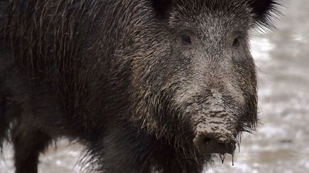 Il n'existe pour le moment ni traitement ni vaccin contre ce virus potentiellement ravageur pour les sangliers, mais aussi pour les élevages porcins. (©Pixabay)