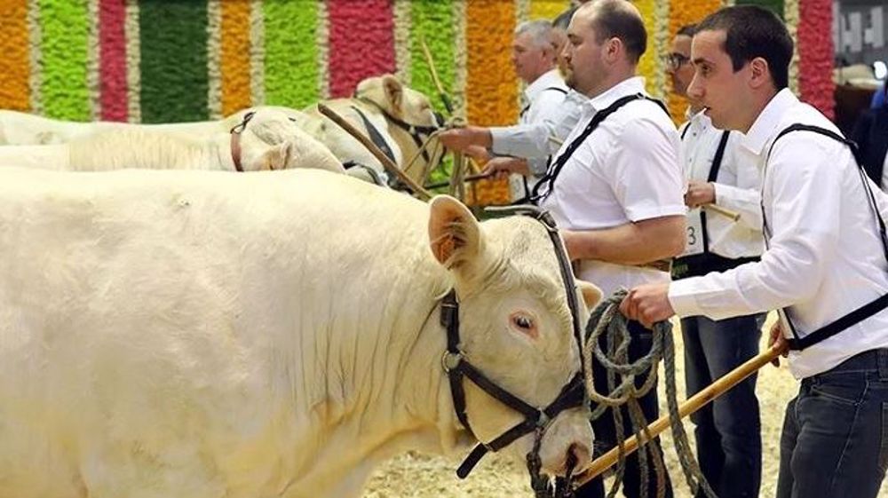 Le Simagena 2019 c'est 250 bovins rassemblés dans le hall 2 du Sima à Paris Villepinte (©Simagena)