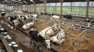 Paillées, creuses, matelassées... : le type de logettes à privilégier sera défini par la gestion des effluents choisie. Et plus important encore que le matériel, c'est le réglage des logettes qui importe. (©Terre-net Média) Paillées, creuses, matelassées... : le type de logettes à privilégier sera défini par la gestion des effluents choisie. Et plus important encore que le matériel, c'est le réglage des logettes qui importe. (©Terre-net Média)
