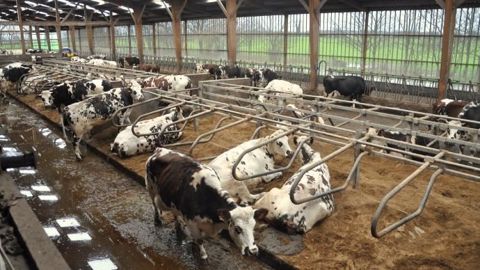 Paillées, creuses, matelassées... : le type de logettes à privilégier sera défini par la gestion des effluents choisie. Et plus important encore que le matériel, c'est le réglage des logettes qui importe. (©Terre-net Média)