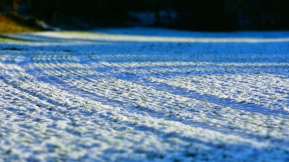 La couverture neigeuse dans les zones de production de blé SRW et HRW aux États-Unis est encore insuffisante pour protéger les cultures. (©Pixabay)